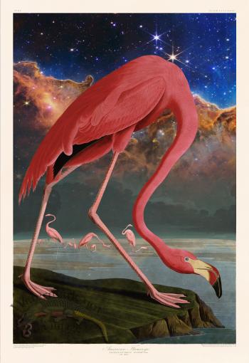 American Flamingo by Audubon and James Webb